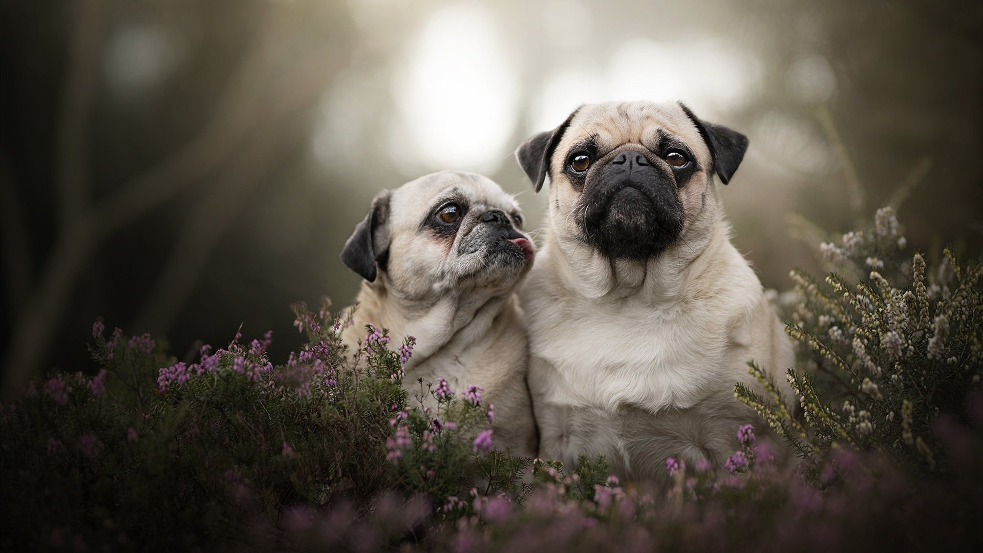 九游APP-西甲国家德比拼杀正酣，山西队速胜尼克斯添彩篮球场