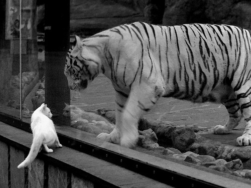 九游VIP-意甲焦点夜，基耶萨一剑封喉，何谓硬仗之王的真正底色？