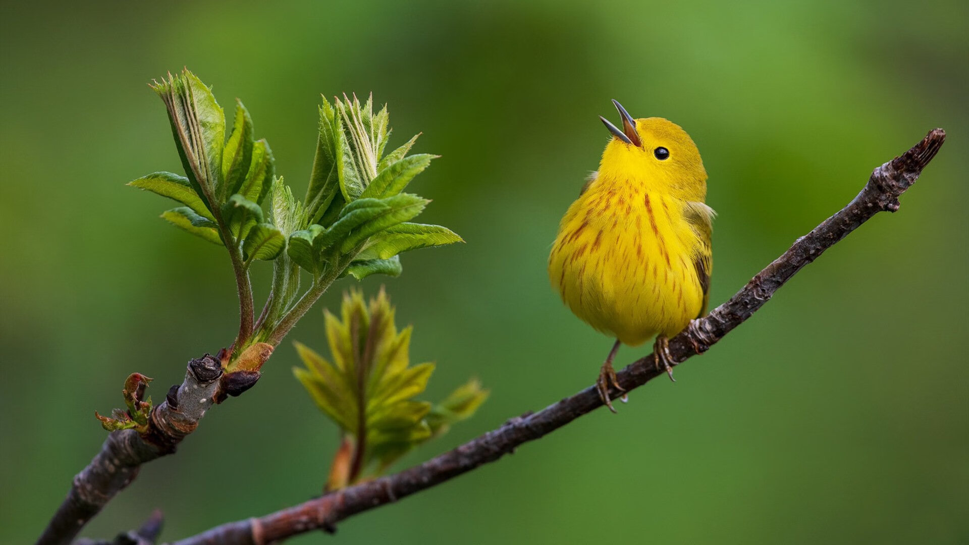 速度与激情，西班牙的绿茵权谋与富安健洋的街道狂飙