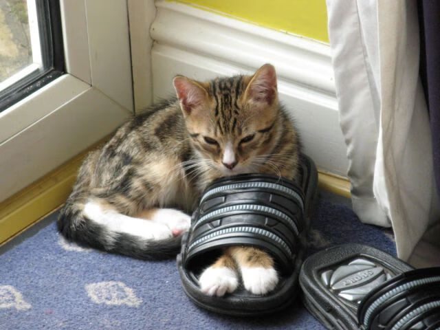 文班亚马引爆跨洋对决，NBA国王队与CBA辽宁队的梦幻交锋