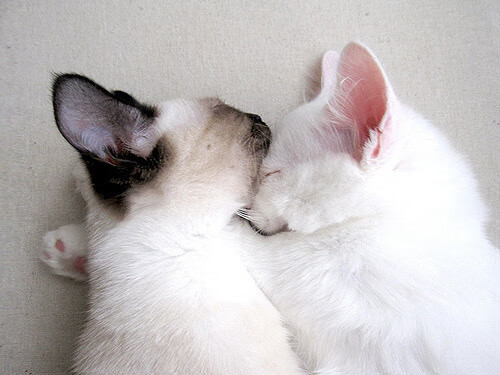 九游体育APP下载-鹰击长空，从CBA速胜到欧冠接管，胜利属于那些敢于俯冲的灵魂