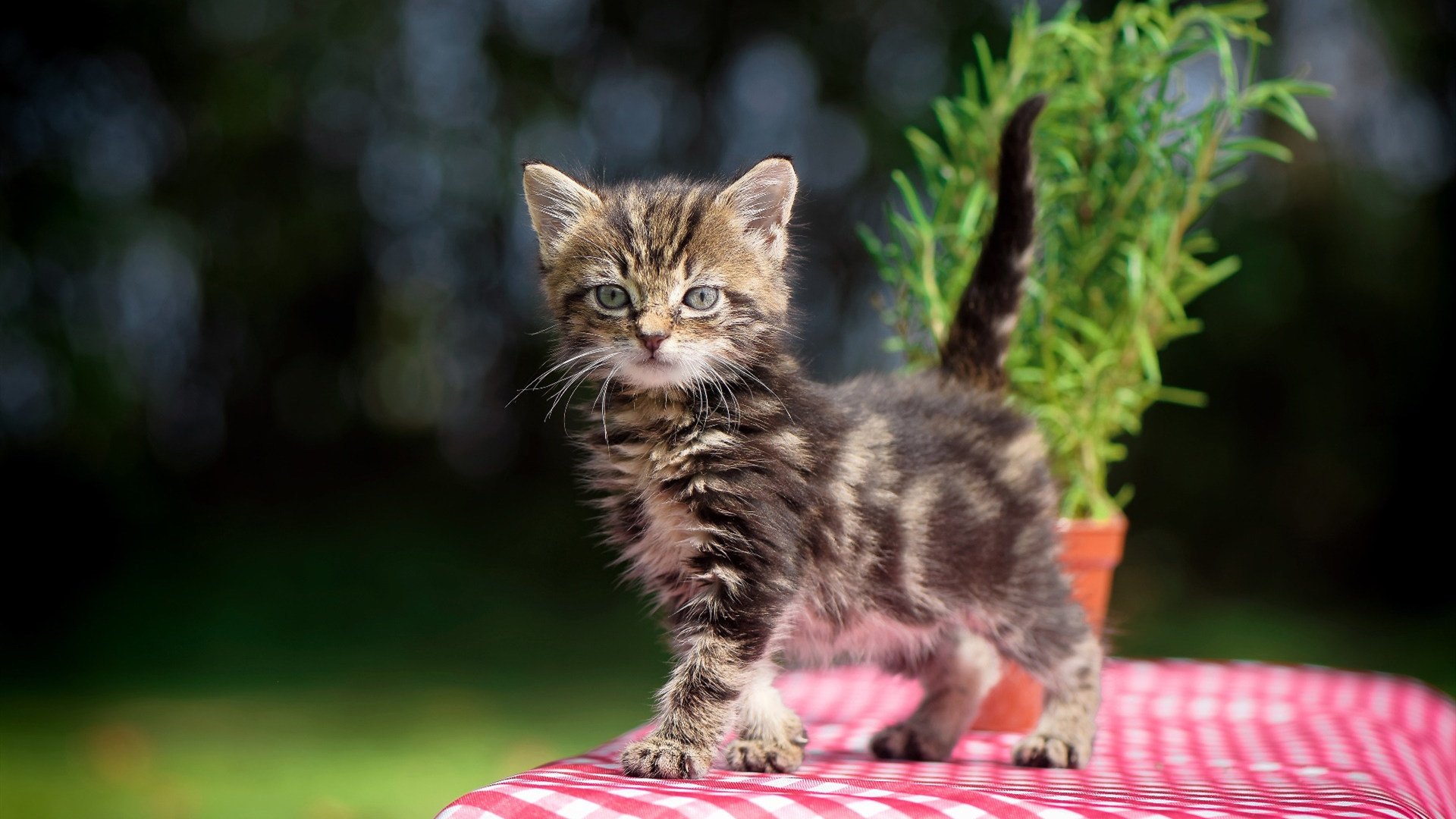 防守艺术与逆转激情,奥斯梅恩锁死对手,威尔士翻盘曼联的足球启示