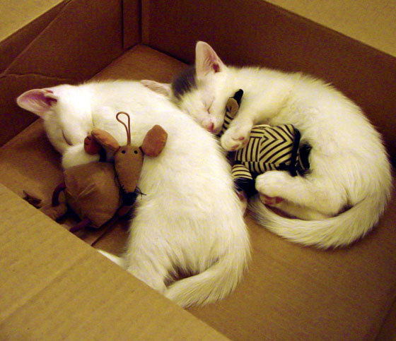 铁壁铸就紫金荣耀，湖人的窒息式防守如何在抢七大战中锁死猛龙？