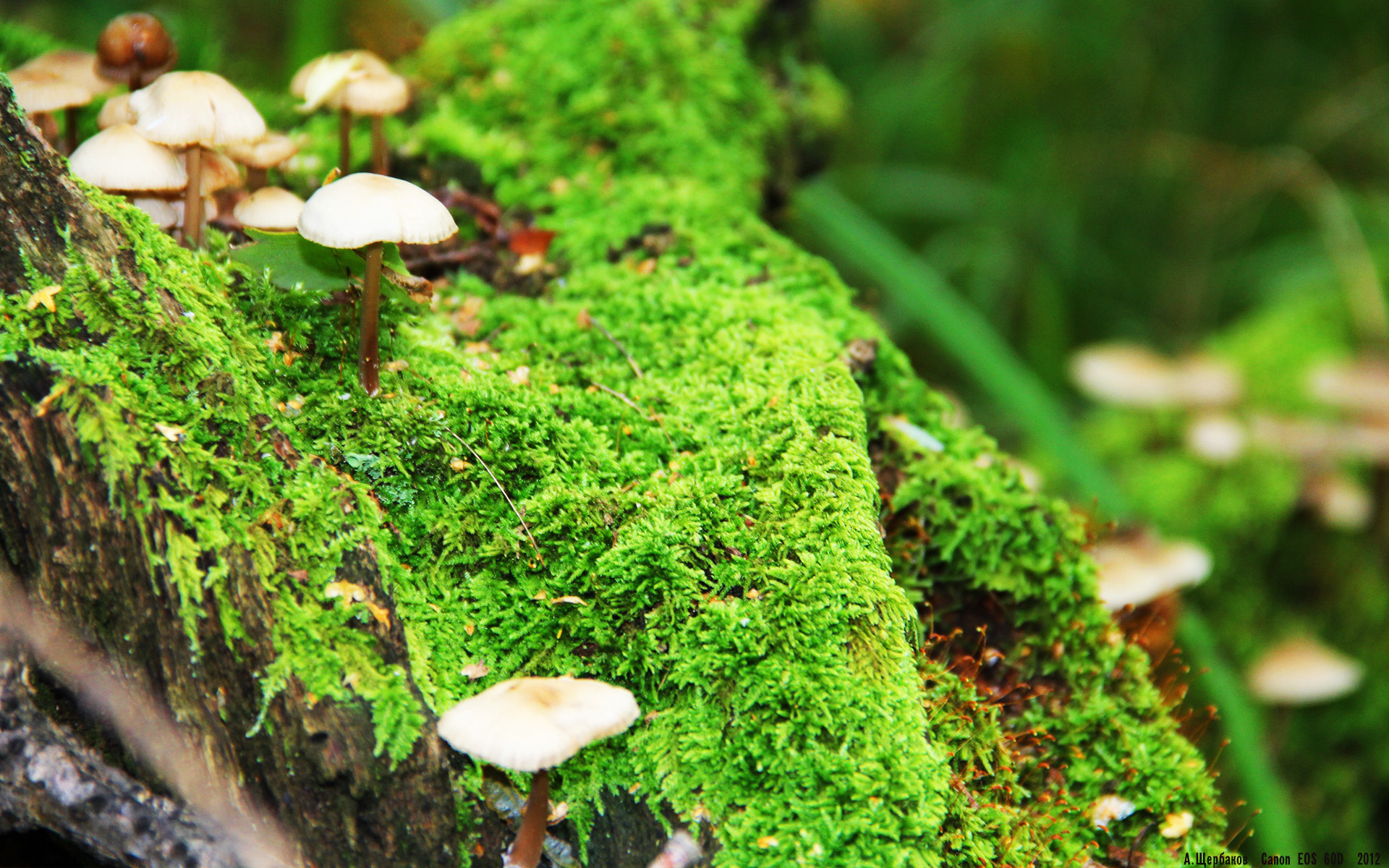 九游VIP-刺破霓虹，F1街道赛之夜，奥利维耶致命超车不手软