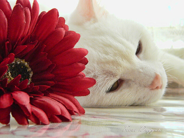 执刃破夜，范弗利特于魔球时代的冷钢独舞