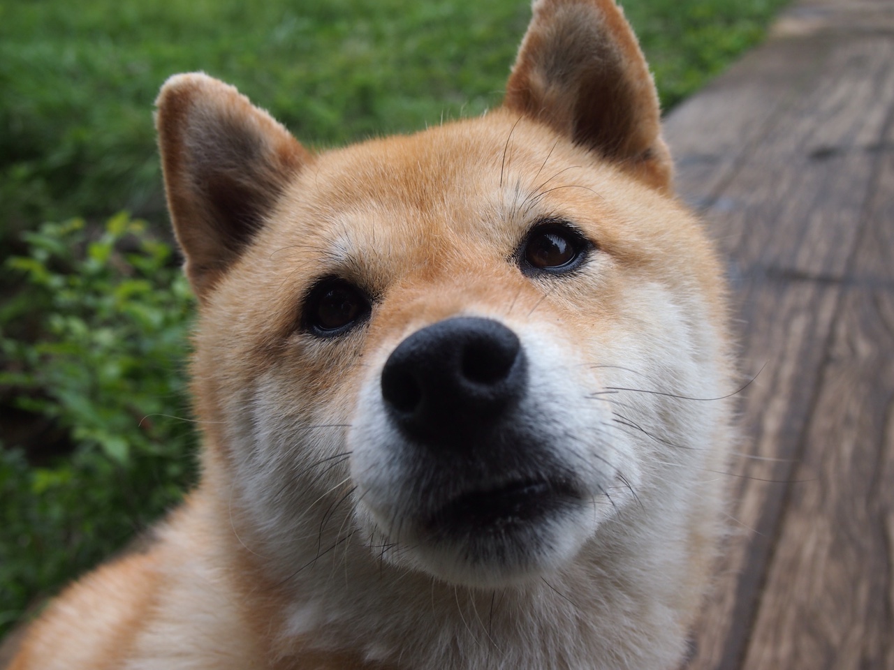 九游娱乐app下载-塔图姆生死战封神！教科书级表现引爆西决之夜