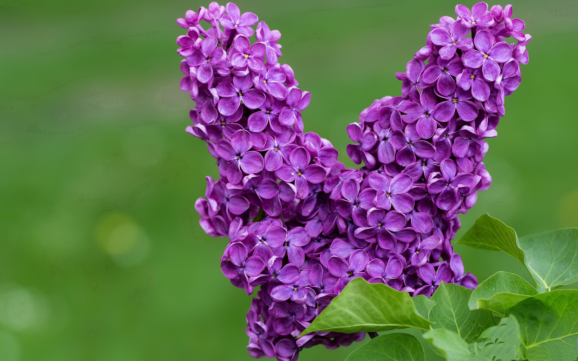 塔图姆生死战封神!教科书级表现引爆西决之夜