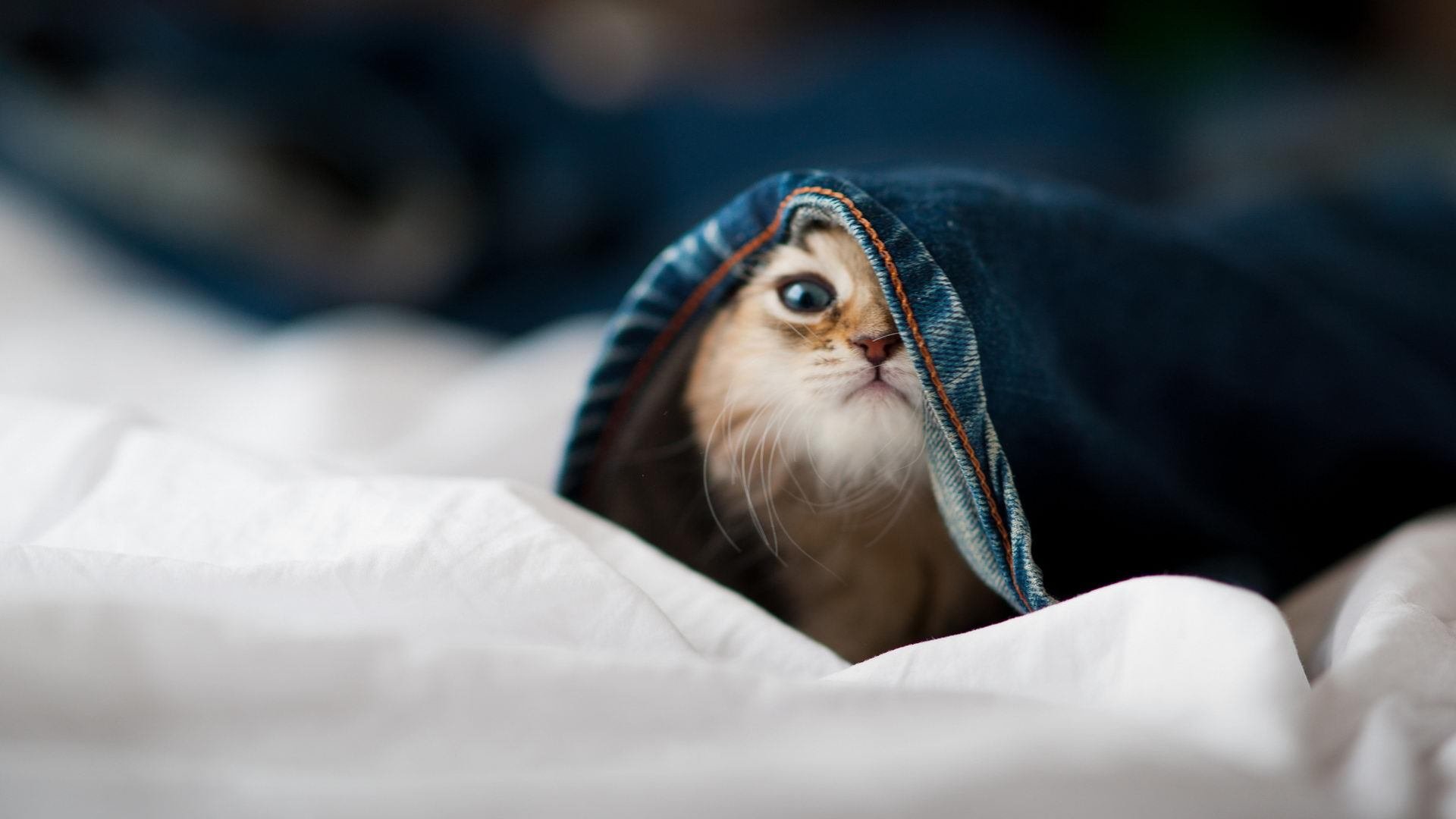 九游体育官方入口-利拉德狂砍45分导演逆转好戏，黄蜂加时险胜活塞上演教科书式个人表演