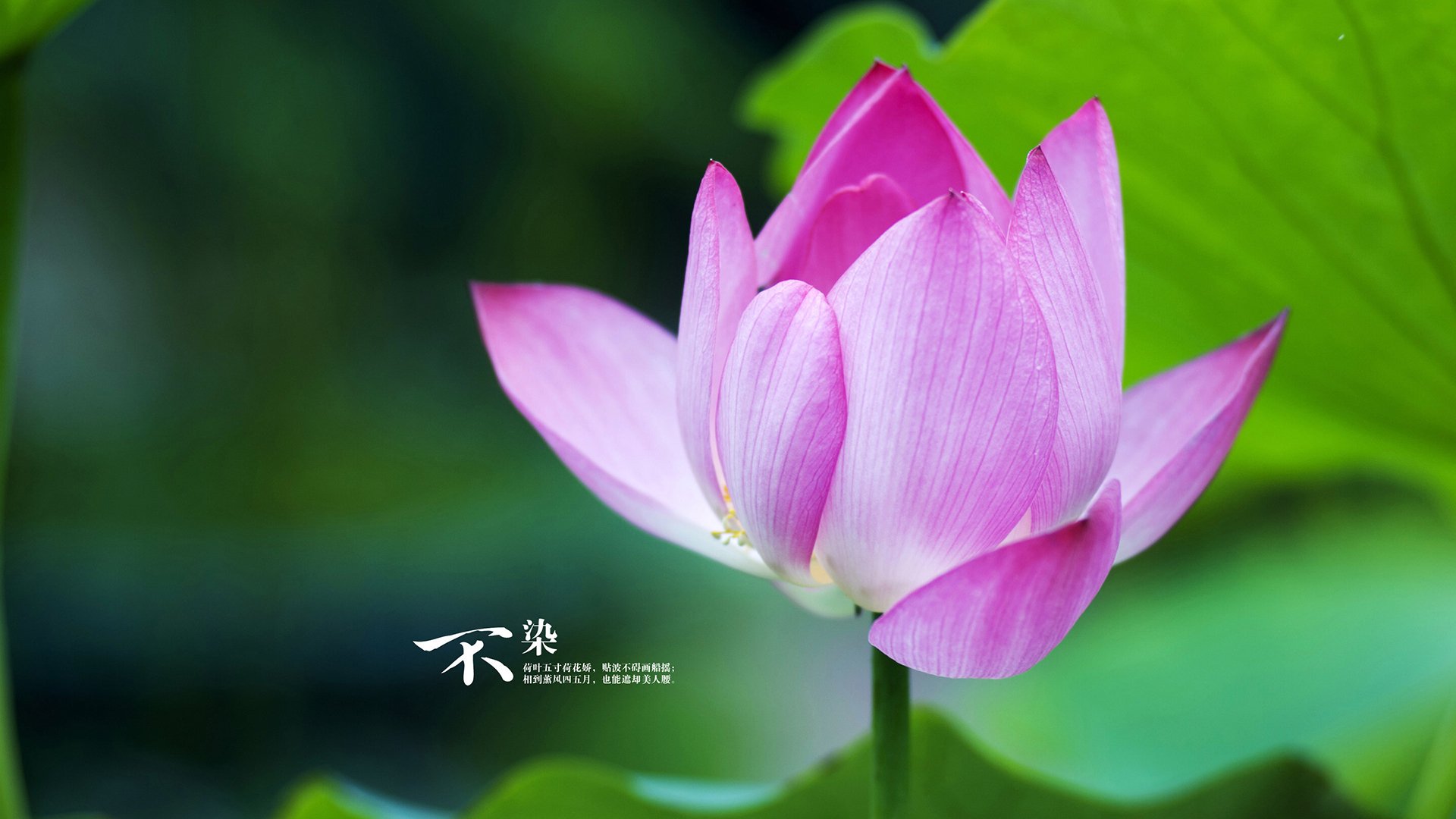 九游娱乐首页-欧冠决赛焦点战，切尔西硬仗力克摩洛哥黑马，蓝军再铸辉煌