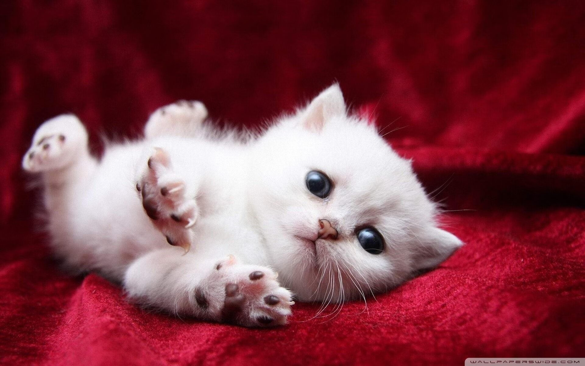 九游APP-切特末节统治攻防助步行者轻取浙江，新生代内线展现巨星潜质