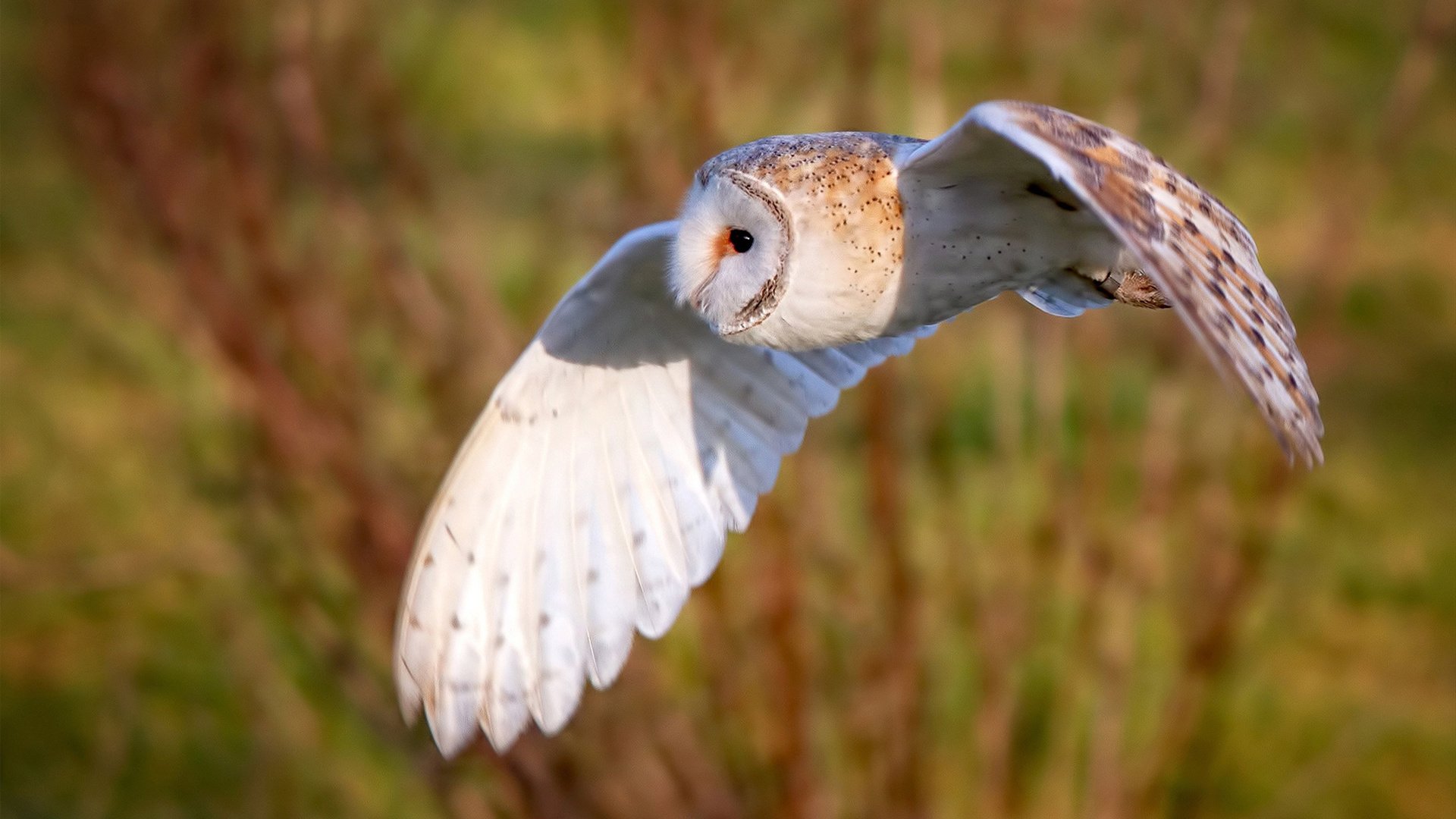 单节风暴!黄蜂一波流击溃尼克斯,锡安如坦克般碾碎防线